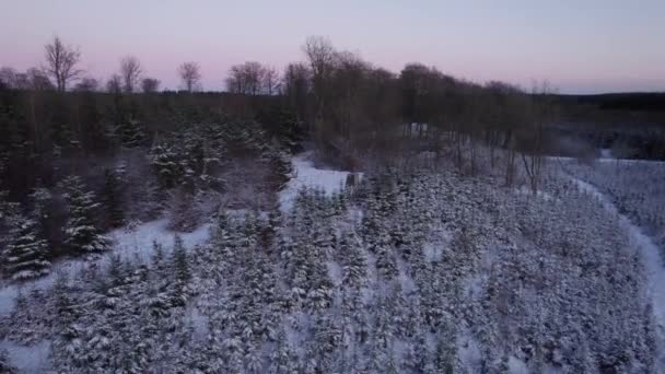 Veduta Aerea Della Pittoresca Pineta Coperta Neve Fresca Giorno Soleggiato — Video Stock