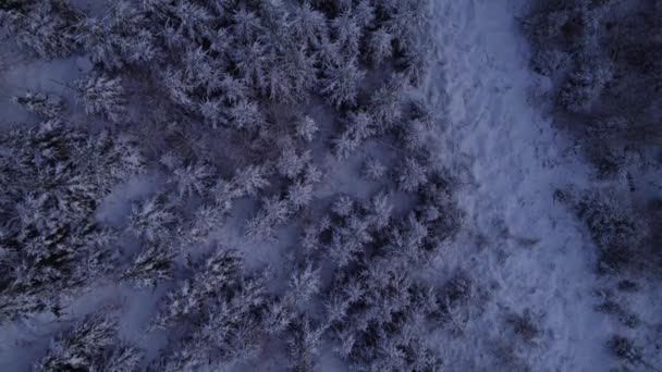 Top View Russian Coniferous Forest Winter Trees Snow Ground White — стокове відео