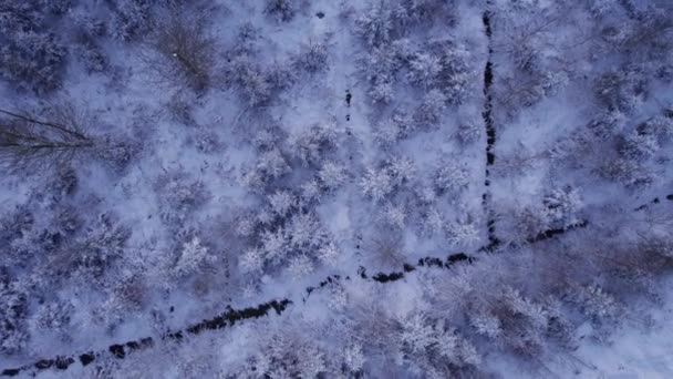 Vista Aérea Con Vistas Bosque Con Árboles Cubiertos Nieve Bosque — Vídeo de stock
