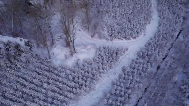 寒さと雪の田舎で雪に覆われた木や冬の風景のドローンビュー ティルトショット — ストック動画