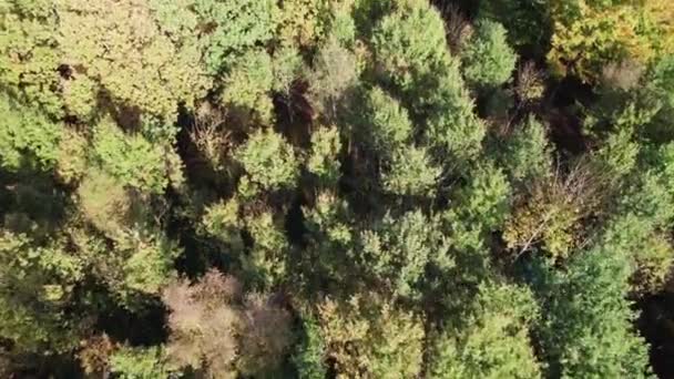 Top Birdseye View Treetops Uma Bela Floresta Dolly Tilt Shot — Vídeo de Stock