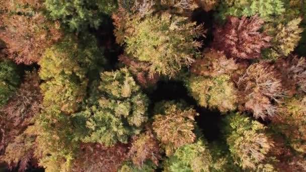 Top Birdseye View Pine Wood Treetops Beautiful Forest Dolly Shot — Αρχείο Βίντεο