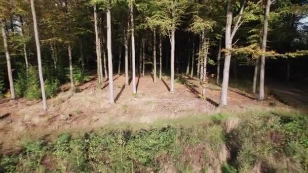 Großansicht Out View Danish Beech Forest Denmark Beech Wood Dolly — Stockvideo