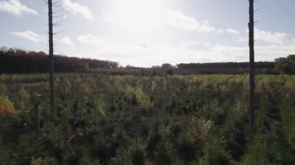 Tiefflieger Mit Drohne Über Tannen Der Sonne Entgegen Dolly Shot — Stockvideo