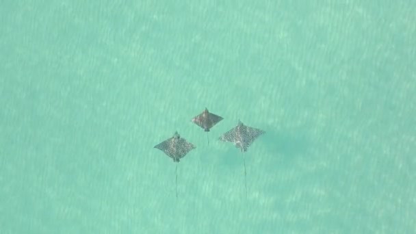 Luchtfoto Drie Gevlekte Adelaarsstralen Zwemmen Helder Ondiep Zeewater — Stockvideo