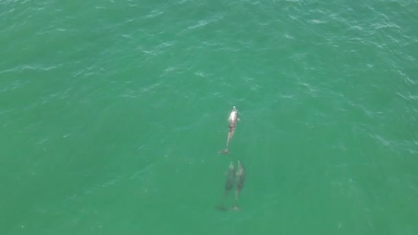 Vzduch Tři Divocí Delfíni Bottlenose Plavou Mělké Tyrkysové Vodě — Stock video