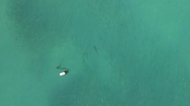 Aerial Grey Reef Shark Hunts Mullet School Mooring Sea Buoy — Stock Video