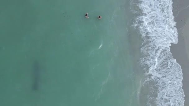 Вертикальная Антенна Большой Ламантин Плавает Мимо Людей Мутной Пляжной Воде — стоковое видео