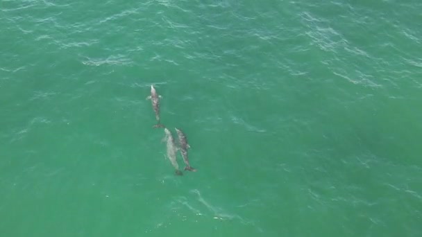 Tre Tursiopi Selvatici Beccano Poi Tuffano Nel Mare Verde — Video Stock