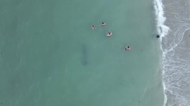 Воздушный Большой Манати Плавает Невидимыми Мимо Людей Мутной Пляжной Воде — стоковое видео