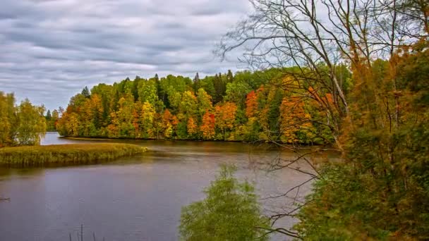 Timelapse Scena Spokojnej Rzeki Płynącej Przez Jesienny Dziki Las — Wideo stockowe