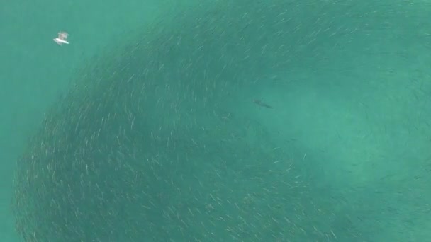 リーフシャークは透明度の高い海で慎重にボラの餌ボールの下で狩りをする — ストック動画