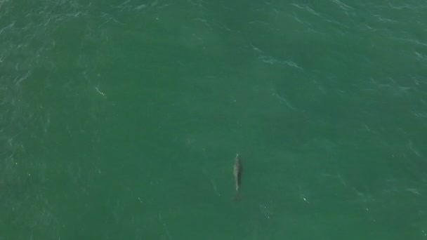 单头野生宽吻海豚在绿色海洋中游泳的空中景观 — 图库视频影像