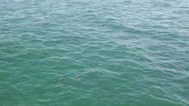 Dos Delfines Nariz Botella Salvajes Superficie Pico Bucear Nuevo Sincronía — Vídeo de stock