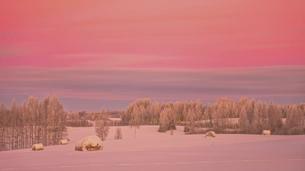 Festői Téli Táj Havas Fenyőfákkal Rózsaszín Naplementével Háttérben — Stock videók