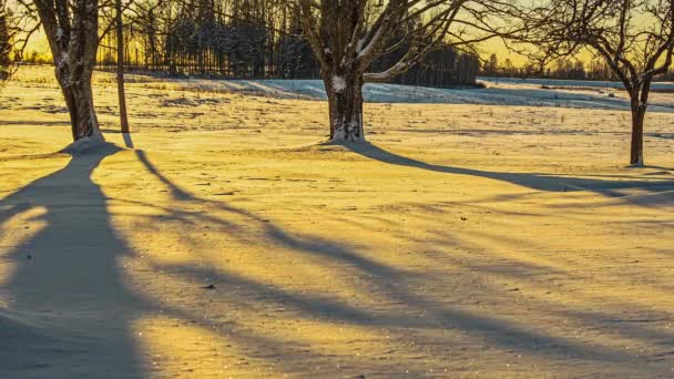 Time Lapse Tree Shadows Moving Sparkling Snow Golden Sunset Light — Vídeos de Stock