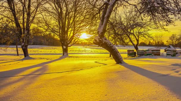 Timelapse Złotego Zachodu Słońca Uli Pod Drzewami Śnieżnym Krajobrazie — Wideo stockowe