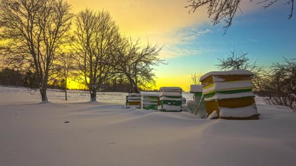 Zeitraffer Des Sonnenuntergangs Hinter Bäumen Schneelandschaft Mit Bienenstöcken — Stockvideo