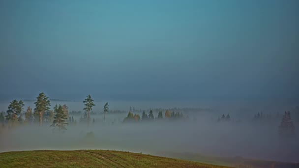 Ранним Утром Туман Путешествует Лесу Сельской Местности Время Истекло — стоковое видео