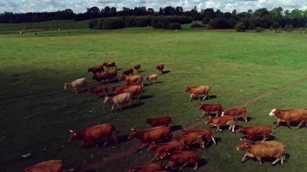 Rebanho Vacas Domésticas Que Circulam Nas Pradarias Abertas — Vídeo de Stock