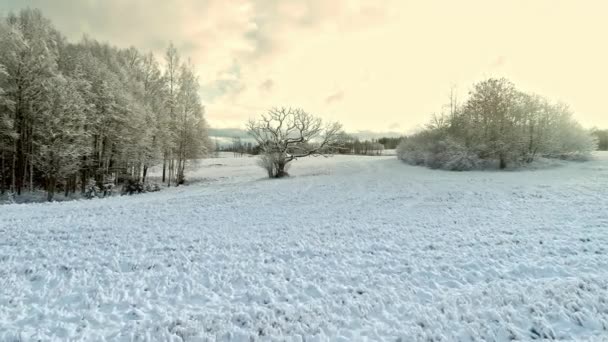 Luchtfoto Doorsturen Schot Besneeuwde Bossen Omliggende Gebieden Bedekt Met Witte — Stockvideo