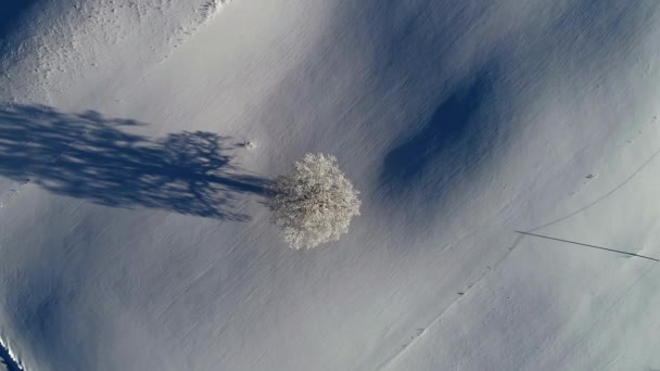 Karla Kaplı Yalnız Bir Ağacın Dikey Görüntüsü Toplam Beyaz Arkaplan — Stok video