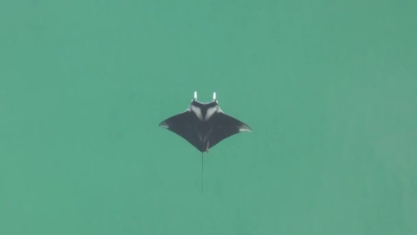 Κάθετη Κεραία Manta Ray Κέντρο Στο Πλαίσιο Κολυμπά Τυρκουάζ Θάλασσα — Αρχείο Βίντεο