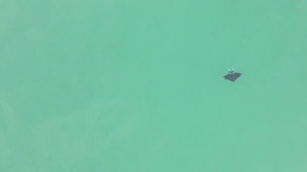 Aerial Descends Manta Ray Swimming Gracefully Jade Green Water — Stock Video