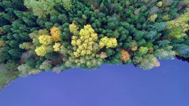 ドローンは湖の上の雲と鮮やかな秋の色の濃い森に上昇します — ストック動画