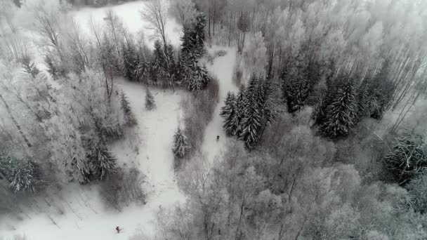 Kışın Alaca Ağaçlar Arasında Karlı Yolda Kayak Yapan Bir Grup — Stok video