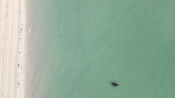 Grand Manta Ray Nage Parallèlement Rivage Plage Vue Aérienne Verticale — Video