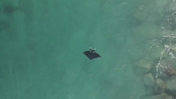 Manta Ray Mantiene Posición Fuerte Corriente Oceánica Cerca Del Rompeolas — Vídeo de stock