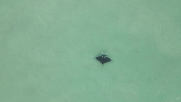 Huge Beautiful Manta Ray Swims Gracefully Shallow Clear Green Sea — Stock Video