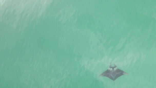 Overhead Manta Ray Κολυμπά Αργά Κάτω Προς Πάνω Στη Δεξιά — Αρχείο Βίντεο