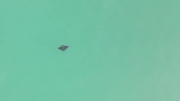 Overhead Κάθοδος Στο Manta Ray Πράσινο Νερό Αντίγραφο Χώρου Στα — Αρχείο Βίντεο