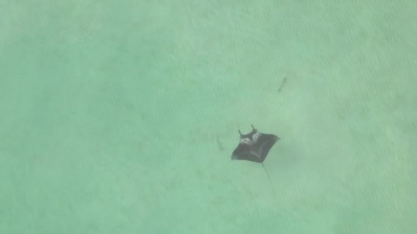 Aérien Manta Ray Nage Diagonale Dans Océan Turquoise Peu Profond — Video