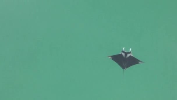 美丽的曼塔 雷在碧玉碧绿的水面上 远离中心 — 图库视频影像
