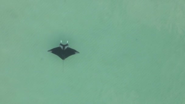Manta Ray Dengan Remoras Terbang Melalui Air Dangkal Atas Dasar — Stok Video