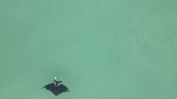 Boven Manta Ray Zwemt Langzaam Van Onder Naar Boven Aan — Stockvideo
