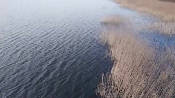 Drone Bajo Nivel Sobrevolando Lago Escandinavo Vegetación Caña Madera Densa — Vídeo de stock
