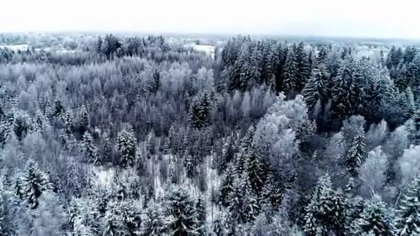 Vista Aérea Los Pinos Nevados Bosque Durante Temporada Invierno — Vídeos de Stock