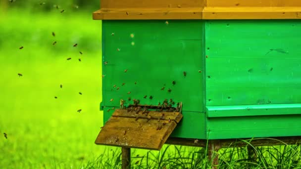 Close Tijd Verstrijken Van Bijen Bewegen Uit Groene Bijenkorf Bijenteelt — Stockvideo