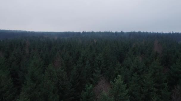 Widok Wierzchołki Drzew Ciemny Las Sosnowy Mglisty Jesienny Krajobraz Dolly — Wideo stockowe
