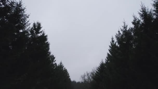在黑暗的树林里 透过树梢往下掉的观点 朝下冲去 — 图库视频影像