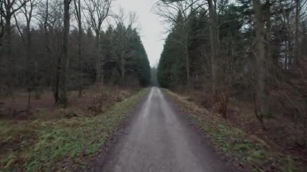 Pov Faire Une Promenade Dans Bois Pin Sur Chemin Forêt — Video