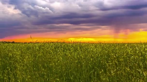 Яскраве Небо Накладанням Штормових Хмар Заході Сонця Над Зеленими Культурами — стокове відео