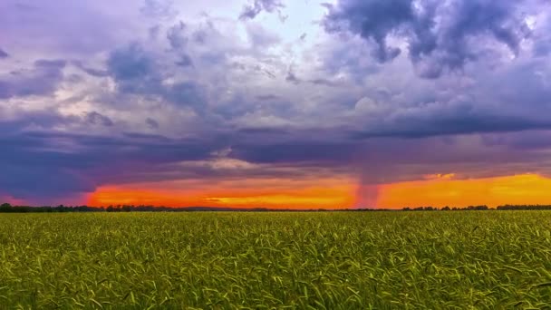 一粒延绵的麦田 一直延伸到了地平线 在那里 狂风刮来了厚重的云彩 笼罩着夕阳的天空 — 图库视频影像