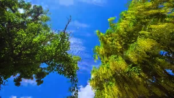 Time Lapse Shot Moving Tree Vines Park Blue Sky Flying — Vídeo de Stock