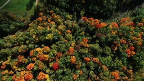 Yoğun Bir Sonbahar Ormanı Üzerinde Hava Manzarası Letonya Kuzey Avrupa — Stok video