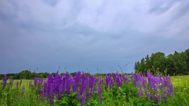 Beautiful Shot Purple Hyacinth Flowers Field Nature Landscape Time Lapse — Stock Video